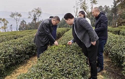 重庆市农技总站茶叶专家深入调研指导春季茶叶生产与病虫害防治工作