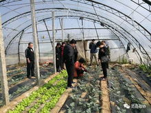 科技惠农助振兴 县政协深入开展送科技下乡及农业病虫害防治专项活动