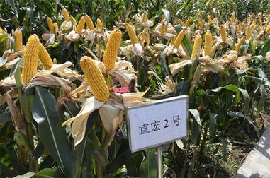 曲靖农业局依托农业信息网高效推进病虫害防治活动