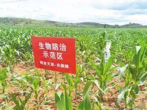 昆明启动病虫害防治条例宣传月 科技引领打响“虫口夺粮”攻坚战