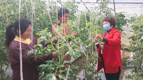 人大代表下田间 助力春耕促发展——淮北市杜集区开展农业病虫害防治活动