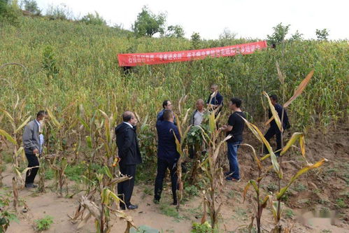 科技赋能田间地头 县科协全国科普日“专家进农田”系列培训活动助力乡村振兴