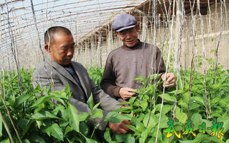 凉州区农技人员深入田间，科技助力病虫害防治