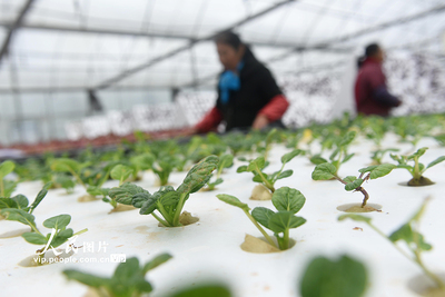四川内江 “蔬菜工厂”管护忙，科技赋能农业病虫害防治