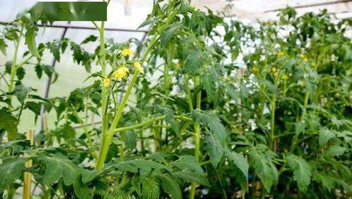农技助力春耕 西红柿病虫害防治与农业健康守护行动