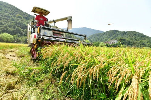 护航早稻喜获丰收 气象服务与农业病虫害防治的关键举措