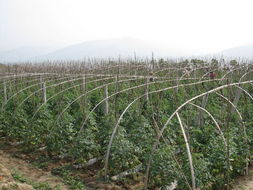 刘来生局长亲临麦积区指导秋季农业病虫害防治工作