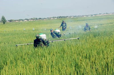 水稻病虫害的综合防治策略