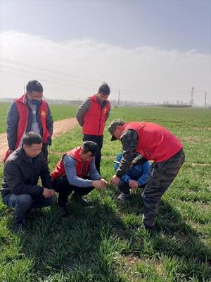 科技为民 奋斗有我 让文明之光照亮新征程——封丘县科技科普志愿者开展农业病虫害防治活动